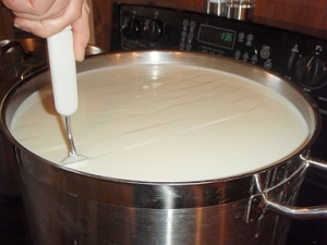 Cutting the Curds - For Cheese Making